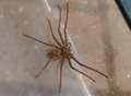 Giant huntsman spider found clinging to wall