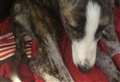 Pup dumped over garden fence could lose leg