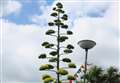 Giant plant on roundabout turns heads