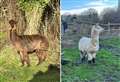 ‘Our pet alpacas could be culled - we would be devastated'