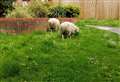 Escaped sheep spotted in residential street