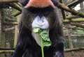 Park saddened by death of 'beautiful' monkey, 36