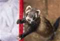 Ferrets stolen from RSPCA charity
