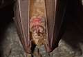 Rare bat rediscovered in Kent 