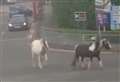 Three loose horses bring traffic to a standstill