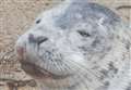 Seal pup with injured mouth rescued from beach