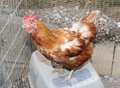 Poultry should remain inside as bird flu confirmed