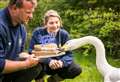 Is this swan the oldest in Britain?