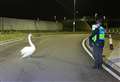 Officers help rescue lost swan from dual carriageway