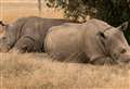 The only two Northern White Rhinos left in the world - and they are both female