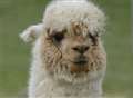 Death row dogs win reprieve after deadly attack on alpacas