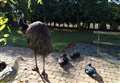 Concern at escaped emu on run