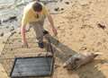 Video: Stranded seal pup rescued from beach