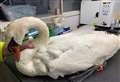 Swan injured after attack by dog