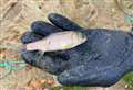Fish will be put back into village pond following illegal discovery