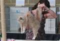 Take a look through cat show's paw-fect contestants