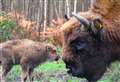 First bison conceived in Kent woodland is born