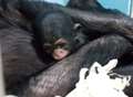 Zoo's first chimp born after surprise pregnancy