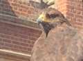 Hawk returns to falconer after afternoon off