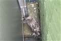 Seagull trapped between school building and fence rescued