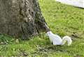Rare albino squirrels spotted on school run