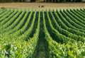 Kent vineyard named best in the UK