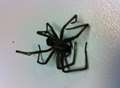 Grandfather finds a ‘false widow’ spider in his bedroom 