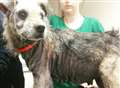 Neglected dog saved from streets 