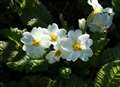 Primroses peep and spring beckons