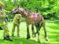 Horse helped by firefighters