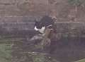 Cat stranded on log in fast-flowing river