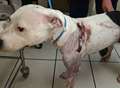 Dog found with stab wounds
