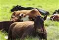 Farmer trampled to death by cows, police believe