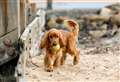 Dog friendly beaches in Kent this summer