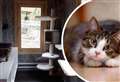 Boutique, five-star ‘cat hotel’ available to purr-chase for £1.7m