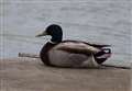 Duck goes into a GP surgery looking for a 'quack'