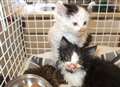 Kittens dumped in soggy box