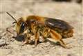 'Extinct' bee species rediscovered