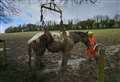 Fire crews save horse from mud