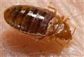 Bed bugs discovered in block of flats 