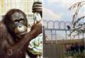 Kent's first orangutans explore new sky walkway