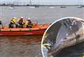 Watch the moment dolphins are rescued from Thames mud