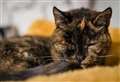 Flossie named world's oldest cat