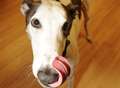 Greyhound Nelson has stress licked