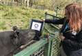 Tapir becomes world record holder