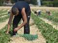 Foreign labour 'major issue' for farmers