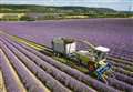 The history behind Kent's lavender fields