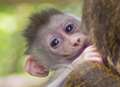 VIDEO: Park welcomes baby monkey