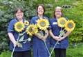 Hospice launches sunflower memories