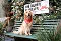 Golden retriever cafe comes to Kent